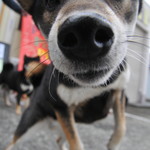 ピッザピッザピッザ - 