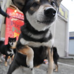 ピッザピッザピッザ - 