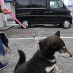 ピッザピッザピッザ - 