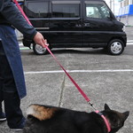 ピッザピッザピッザ - 