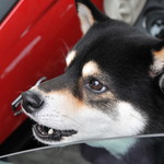 ピッザピッザピッザ - 