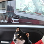 ピッザピッザピッザ - 