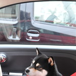 ピッザピッザピッザ - 