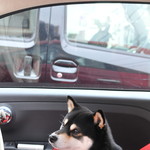 ピッザピッザピッザ - 