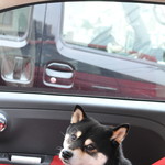 ピッザピッザピッザ - 