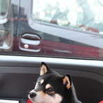 ピッザピッザピッザ - 