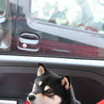 ピッザピッザピッザ - 