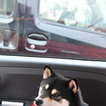 ピッザピッザピッザ - 