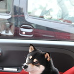 ピッザピッザピッザ - 