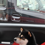 ピッザピッザピッザ - 