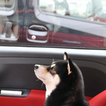 ピッザピッザピッザ - 