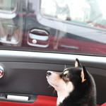 ピッザピッザピッザ - 