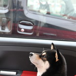 ピッザピッザピッザ - 