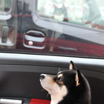 ピッザピッザピッザ - 