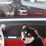 ピッザピッザピッザ - 