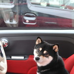 ピッザピッザピッザ - 