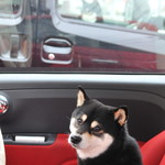 ピッザピッザピッザ - 