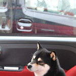 ピッザピッザピッザ - 