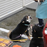 ピッザピッザピッザ - 