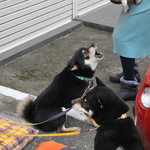 ピッザピッザピッザ - 