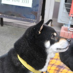 ピッザピッザピッザ - 