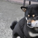 ピッザピッザピッザ - 