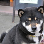 ピッザピッザピッザ - 