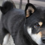 ピッザピッザピッザ - 