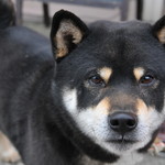 ピッザピッザピッザ - 