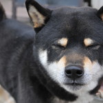 ピッザピッザピッザ - 