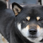 ピッザピッザピッザ - 