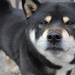 ピッザピッザピッザ - 