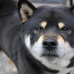 ピッザピッザピッザ - 