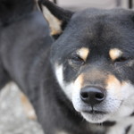 ピッザピッザピッザ - 