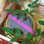 馳走 啐啄一十  - ⑦ラトビア産フレッシュキャビア