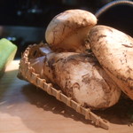 和座檜 - 巨大マツタケ