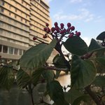 bills 福岡 - 明るい目覚めの朝でした^_^