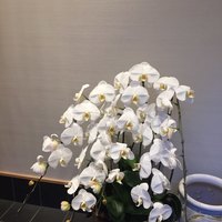 神田明神下 みやび 本店 - 