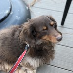 スターバックスコーヒー - 寒いのちょっとブサカワになっています