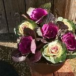 もんど - 店頭の風景　2018.1