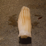 寿し おおはた - 