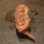 寿し おおはた - 