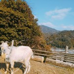 ライズアンドウィン ブルーイングカンパニー バーベキューアンド ジェネラルストア - 