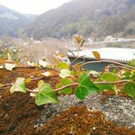 ペルトナーレ - 