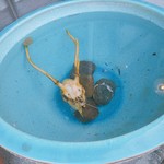 ペルトナーレ - 