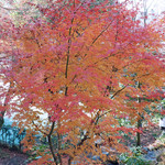 緒方 - 永観堂の紅葉
