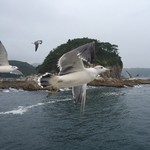 北川食堂 - 浄土ヶ浜ではウミネコと戯れました♪