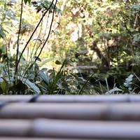 瓢亭 本店 - お部屋より内庭を望む