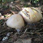 ドライブイン　峠屋 - 全て天然です