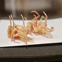 天ぷら 銀屋 - 